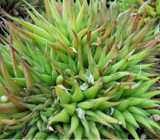 Haworthia angustifolia var. liliputana - SMG Succulents