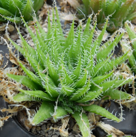 Haworthia arachnoidea var. arachnoidea - SMG Succulents
