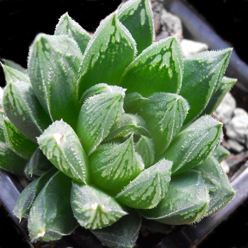 Haworthia arachnoidea var. arachnoidea (pearsonii)