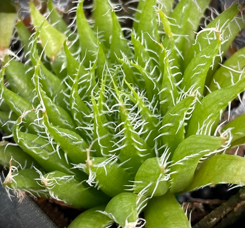 Haworthia arachnoidea var. xiphiophylla (Darlington Dam)