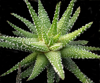 Haworthia attenuata var. attenuata - SMG Succulents