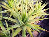 Haworthia attenuata var. attenuata variegata (Gold form) - SMG Succulents