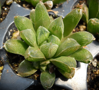 Haworthia 'Chocolate' x 'Green Gem' - SMG Succulents