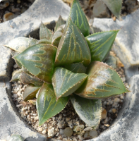 Haworthia emelyae var. emelyae - SMG Succulents