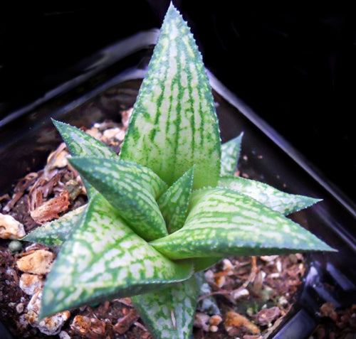 Haworthiopsis viscosa