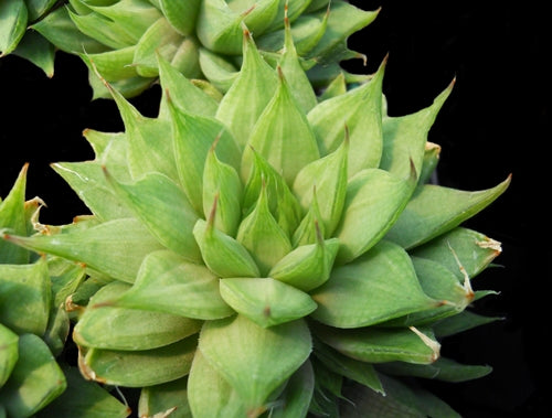Haworthia chlorocantha var. chlorocanatha (Gouritz Gorge) - SMG Succulents