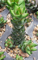 Haworthia coarctata var. adelaidensis - SMG Succulents