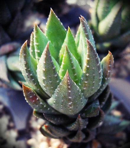 Haworthia coarctata (Alicedale) - SMG Succulents