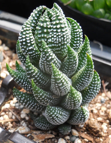 Haworthiopsis coarctata (Salem)