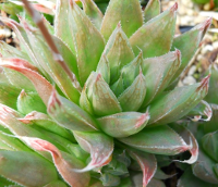 Haworthia cooperi var. leightonii (Kayser Beach) - SMG Succulents