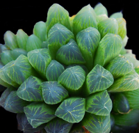 Haworthia cooperi (Mgwali-Stutterheim) - SMG Succulents