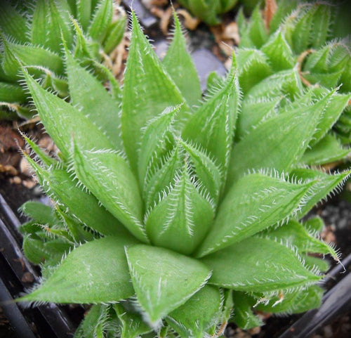 Haworthia decipiens (Kirstenbosch)