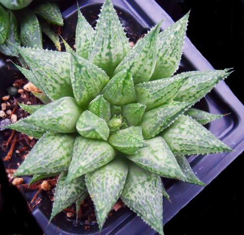 Haworthia emelyae var. picta x H. herbacea