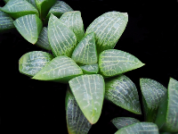 Haworthia emelyae var. comptonia - SMG Succulents