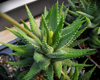 Haworthia fasciata (Vlotke Farm, Jeffreys Bay) - SMG Succulents