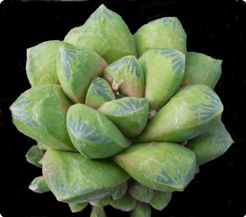 Haworthia 'Fist Full of Thumbs' - SMG Succulents