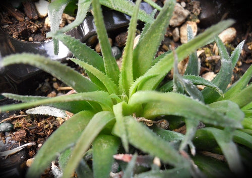 Haworthia floribunda (Cooper Siding)