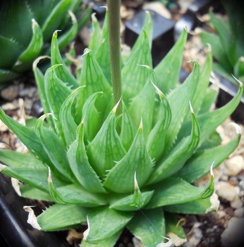 Haworthia gracilis var. viridis (Perdepoort)