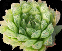 Haworthia mucronata var. habdomadis - SMG Succulents