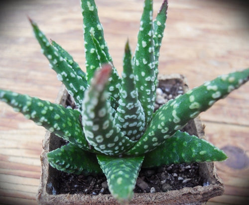 Haworthia 'Krispy Kreme Supreme'