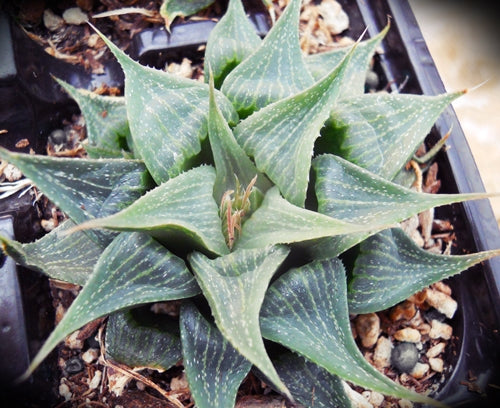Haworthia magnifica var. acuminata