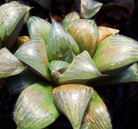 Haworthia magnifica - SMG Succulents