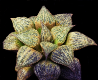 Haworthia magnifica var. splendens (East of Albertina) - SMG Succulents