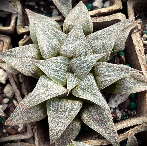 Haworthia magnifica var. splendens (Aasvoelberg)