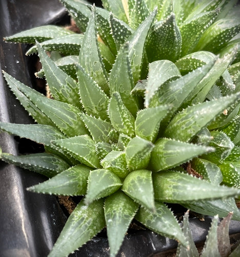 Haworthia maraisii