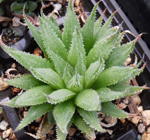 Haworthia maraisii var. notabilis