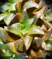 Haworthia maraisii (Nooitgedacht) - SMG Succulents