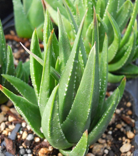 Tulista marginata x Tulista minor