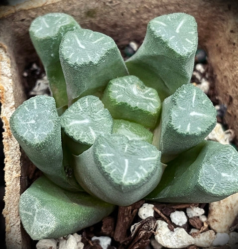 Haworthia truncata var. maughanii