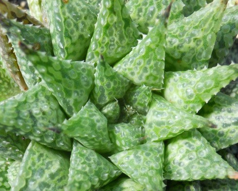 Haworthia 'Michael Cocozza' - SMG Succulents