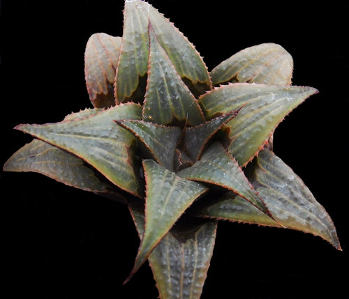 Haworthia mirabilis var. badia (NW Napier) - SMG Succulents