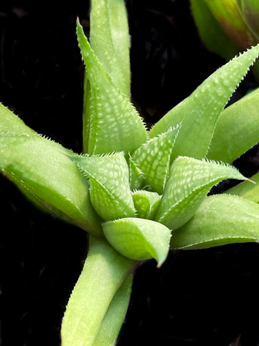 Haworthia mirabilis var. lanceolatum*