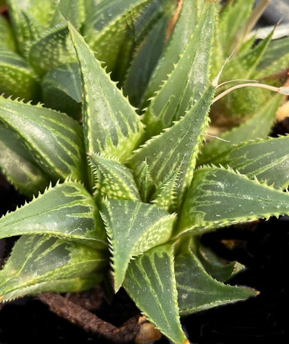 Haworthia mirabilis var. sublineata