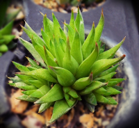 Haworthia monticola var. asema 'Nova' - SMG Succulents