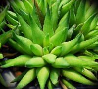 Haworthia monticola (S. of Kruis River) - SMG Succulents