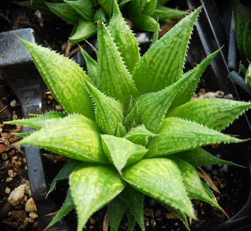 Haworthia monticola x H. magnifica 'Asperula' *