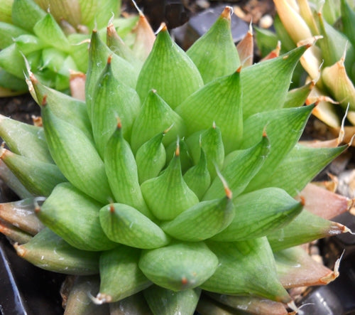 Haworthia mucronata var. rycroftiana