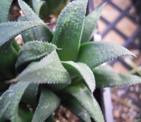 Haworthia 'Mundabunda' - SMG Succulents