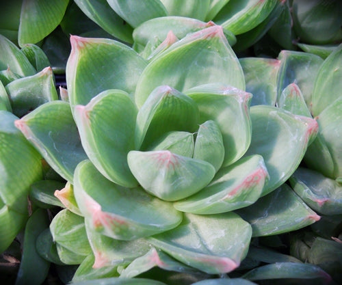 Haworthia planifolia (Salm-Dyck)* - SMG Succulents