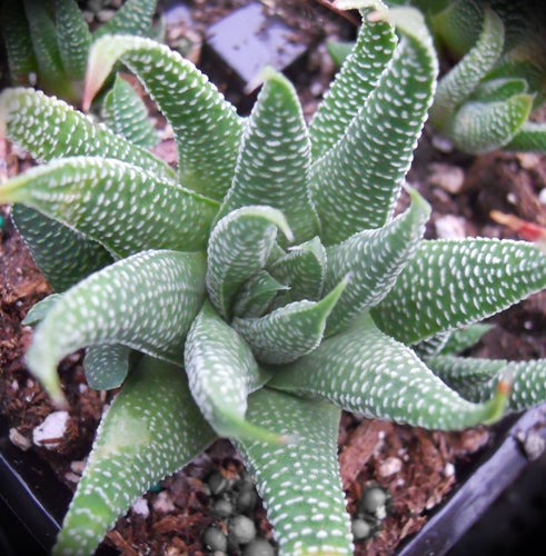 Tulista minor (W. of Swellendam)