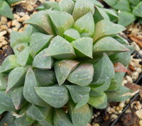Haworthia pygmaea major - SMG Succulents