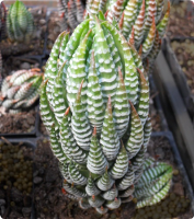 Haworthia reinwardtii fa zebrina - SMG Succulents