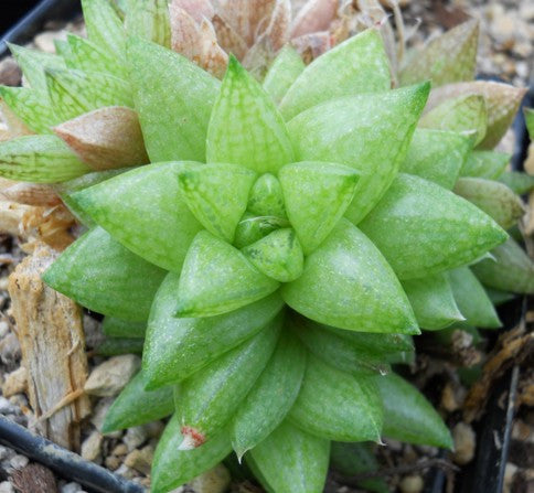 Haworthia reticulata var. hurlingii - SMG Succulents