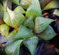 Haworthia retusa 'Akers' Giant' - SMG Succulents