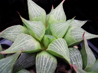 Haworthia retusa var. acuminata x H. emelyae var. comptonia - SMG Succulents