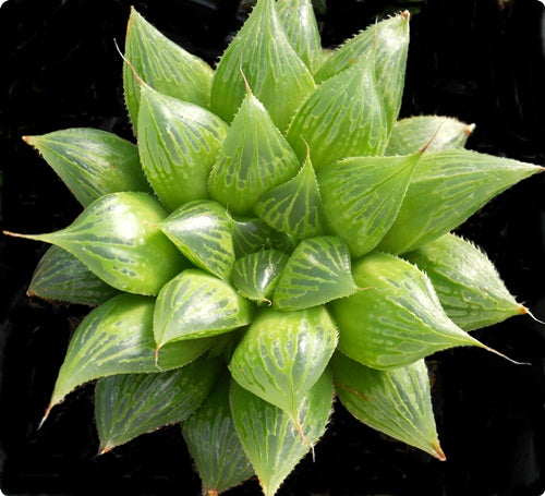Haworthia ryderiana* - SMG Succulents